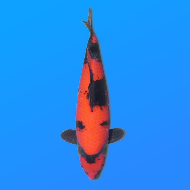 Koï Japon Hi Utsuri éleveur Shinoda 35-43 cm