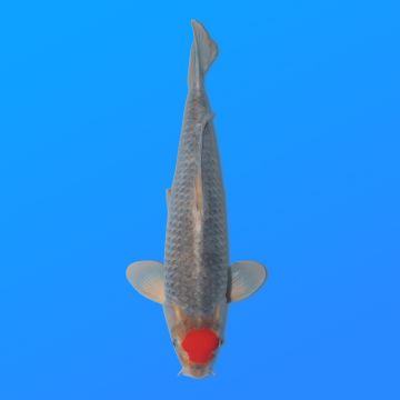 Koï Japon T. Goshiki éleveur Kanno 36-41 cm