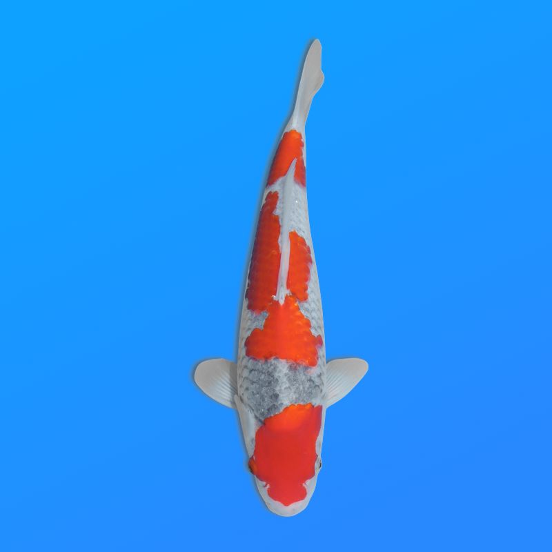 Koï Japon Goshiki éleveur Kanno 36-41 cm
