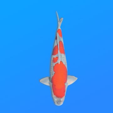 Koï Japon Goshiki éleveur Koda 48-52 cm