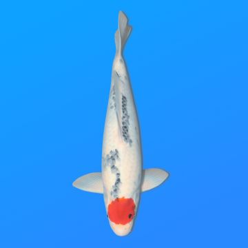 Koï Japon T. Showa éleveur Koda 48-52 cm