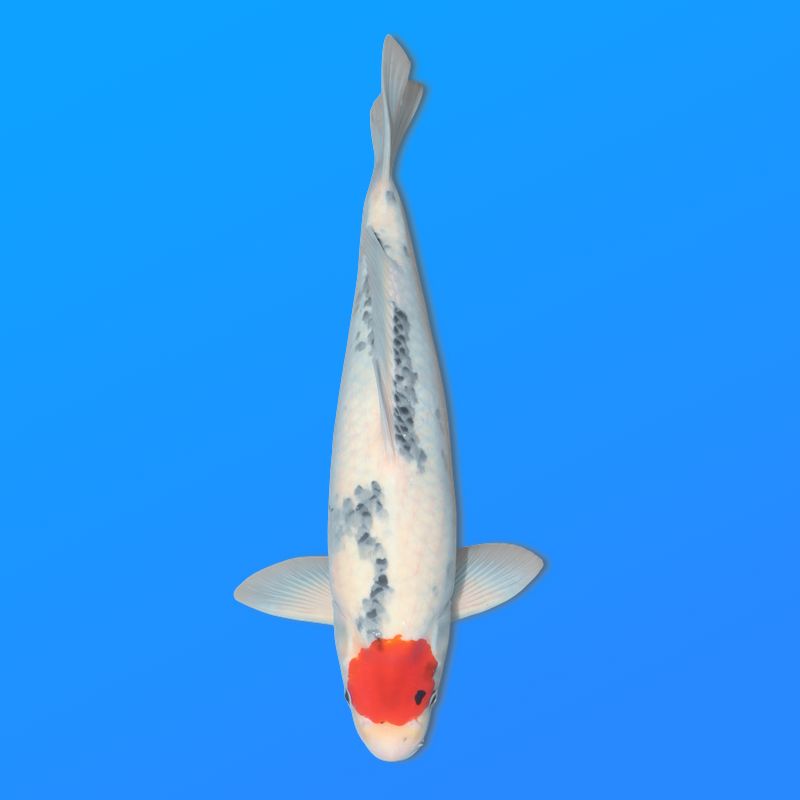 Koï Japon T. Showa éleveur Koda 48-52 cm