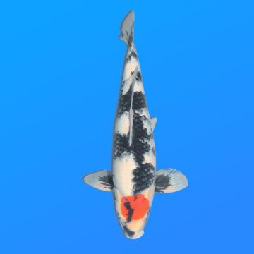 Koï Japon T. Showa éleveur Koda 48-52 cm