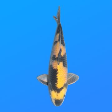 Koï Japon Ki Utsuri éleveur Otuska 37-40 cm