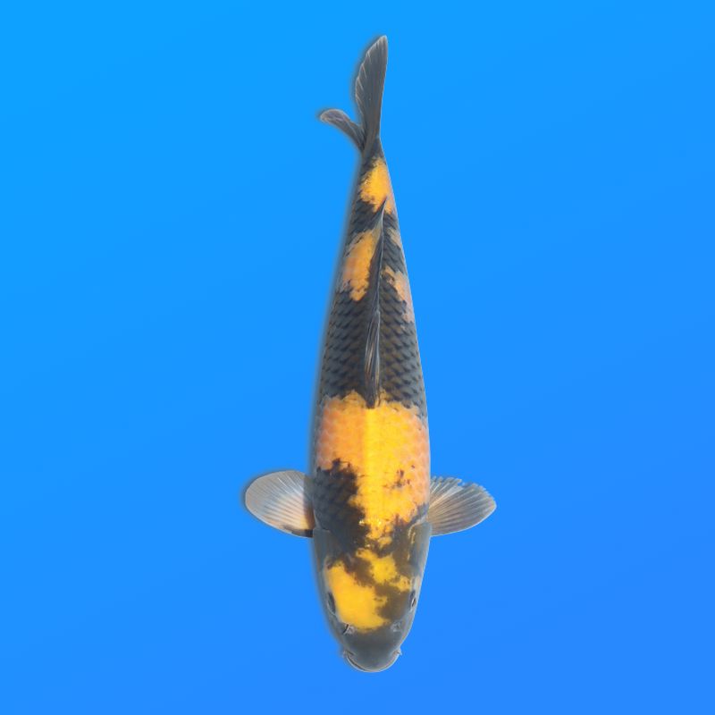 Koï Japon Ki Utsuri éleveur Otuska 37-40 cm