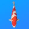 Koï Japon Kohaku mâle éleveur Himitsu 56 cm