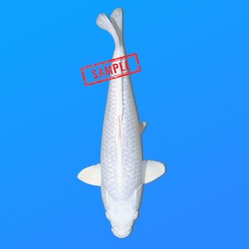 Koï Japon Purachina éleveur Sakasume 38-43 cm