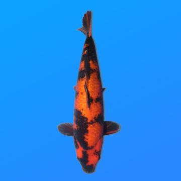 Koï Japon G. Hi Utsuri éleveur Maruhiro 45-50 cm