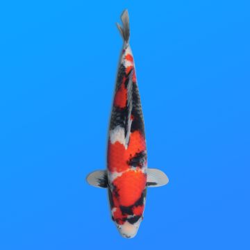 Koï Japon Showa éleveur Maruhiro 45-50 cm