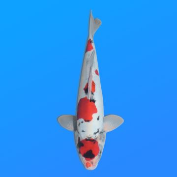 Koï Japon D. Showa éleveur Shinoda 38 cm