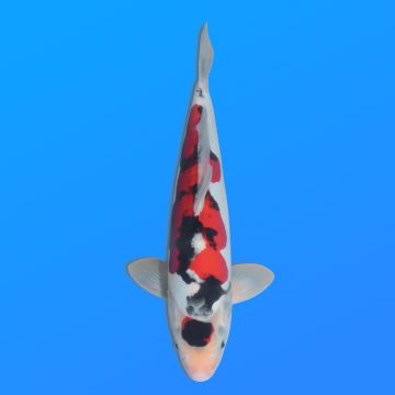 Koï Japon D. Showa éleveur Shinoda 39 cm