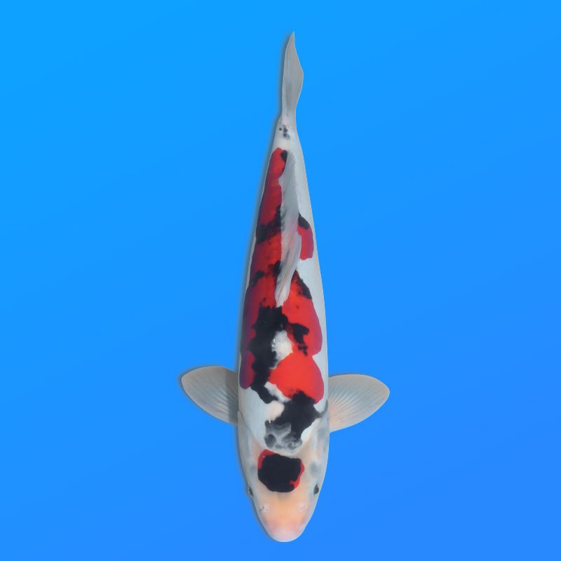 Koï Japon D. Showa éleveur Shinoda 39 cm