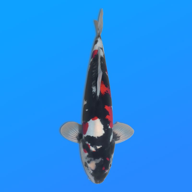 Koï Japon D. Showa éleveur Shinoda 39 cm