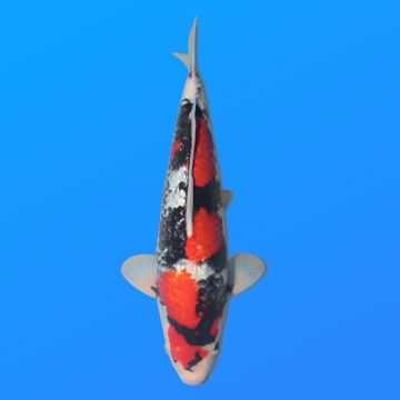 Koï Japon G. Showa éleveur Shinoda 43 cm