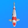 Koï Japon D. Kohaku éleveur Shinoda 45 cm
