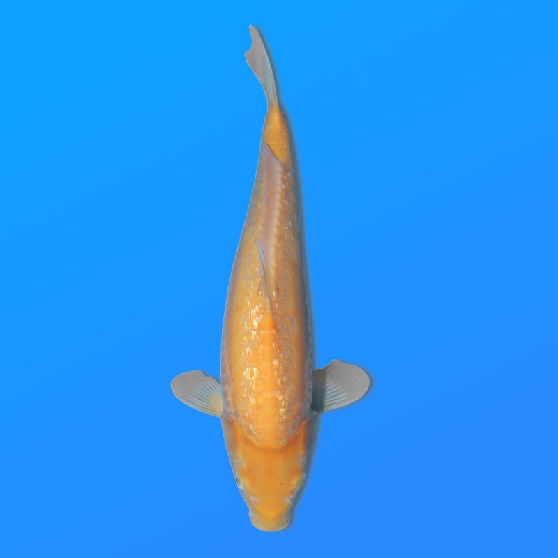 Koï Japon G. D. Karashi éleveur Seiki 38-41 cm