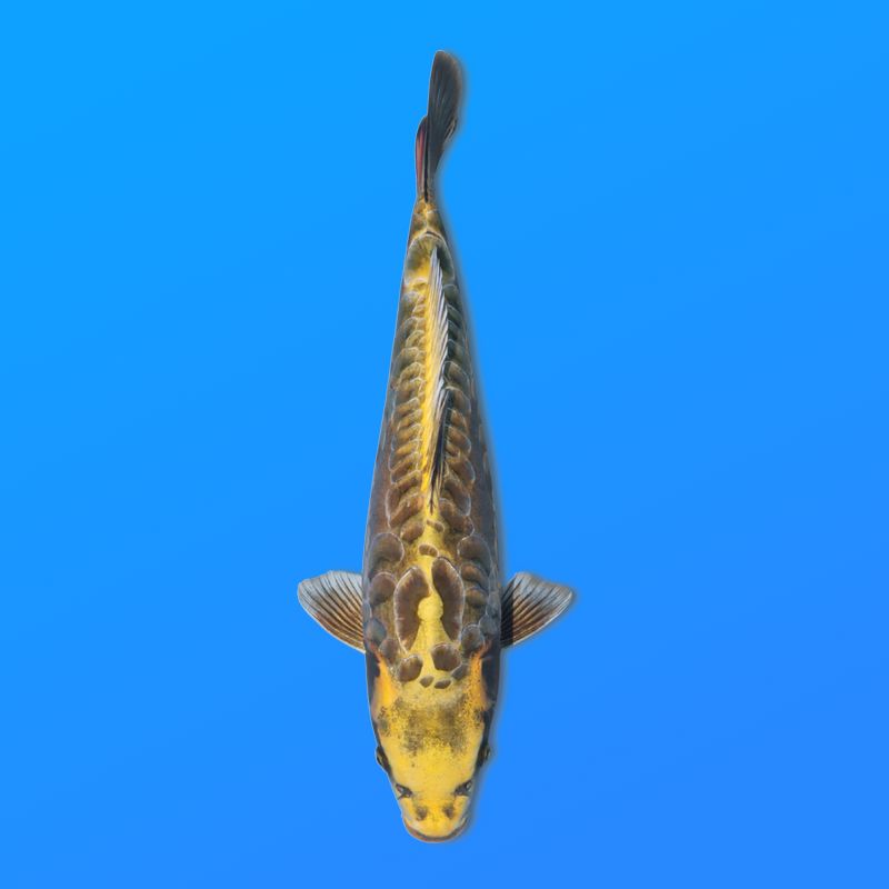 Koï Japon A. Ki Matsuba éleveur Seiki 38-41 cm