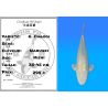 Koï Japon G. Chagoi éleveur Marusei 35-45 cm