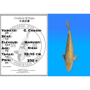 Koï Japon G. Chagoi éleveur Marusei 35-45 cm
