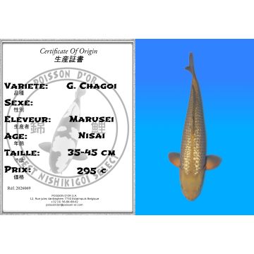 Koï Japon G. Chagoi éleveur Marusei 35-45 cm
