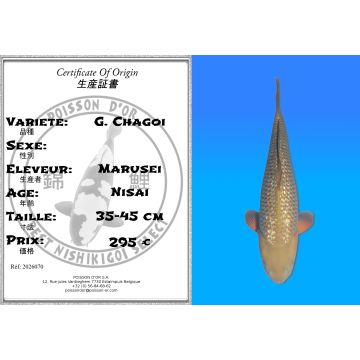 Koï Japon G. Chagoi éleveur Marusei 35-45 cm