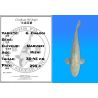 Koï Japon G. Chagoi éleveur Marusei 35-45 cm