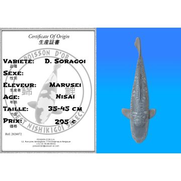 Koï Japon D. Soragoi éleveur Marusei 35-45 cm