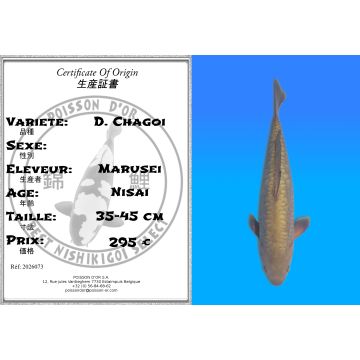 Koï Japon D. Chagoi éleveur Marusei 35-45 cm