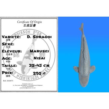 Koï Japon D. Soragoi éleveur Marusei 35-45 cm