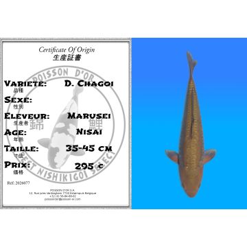 Koï Japon D. Chagoi éleveur Marusei 35-45 cm