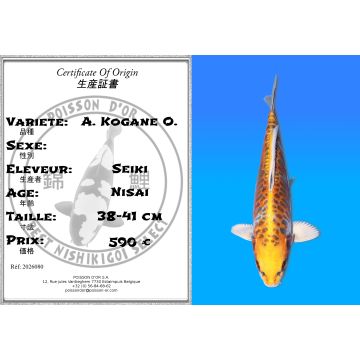 Koï Japon A. Kogane O. éleveur Seiki 38-41 cm