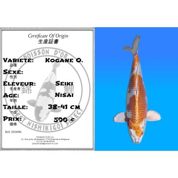 Koï Japon Kogane O. éleveur Seiki 38-41 cm
