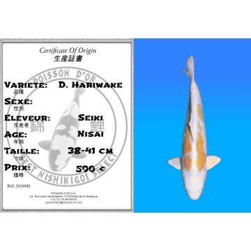 Koï Japon D. Hariwake éleveur Seiki 38-41 cm