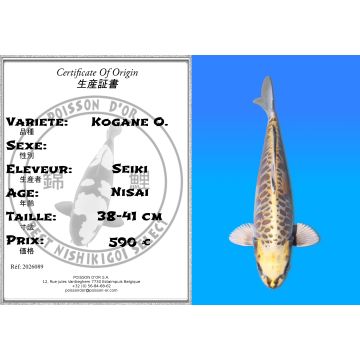 Koï Japon Kogane O. éleveur Seiki 38-41 cm
