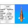 Koï Japon Kawarigoi éleveur Seiki 38-41 cm