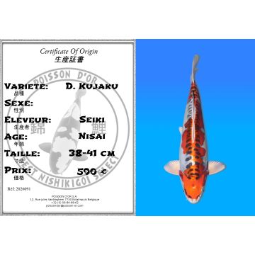 Koï Japon D. Kujaku éleveur Seiki 38-41 cm