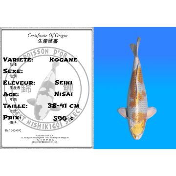 Koï Japon Kogane éleveur Seiki 38-41 cm