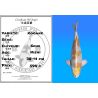 Koï Japon Kogane éleveur Seiki 38-41 cm