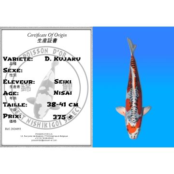 Koï Japon D. Kujaku éleveur Seiki 38-41 cm
