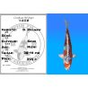 Koï Japon D. Kujaku éleveur Seiki 38-41 cm