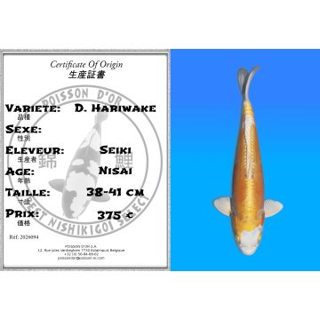 Koï Japon D. Hariwake éleveur Seiki 38-41 cm