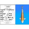 Koï Japon D. Hariwake éleveur Seiki 38-41 cm