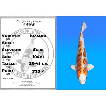 Koï Japon Kujaku éleveur Seiki 38-41 cm