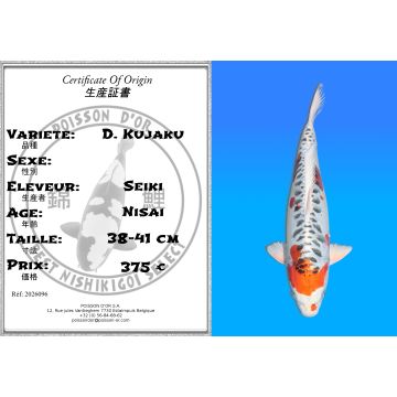 Koï Japon D. Kujaku éleveur Seiki 38-41 cm