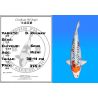 Koï Japon D. Kujaku éleveur Seiki 38-41 cm