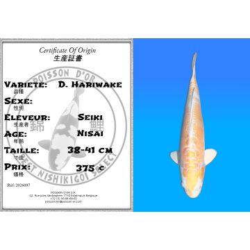 Koï Japon D. Hariwake éleveur Seiki 38-41 cm