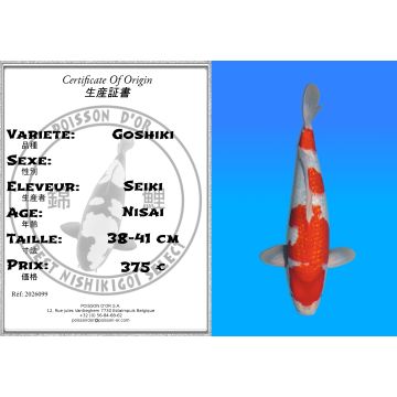 Koï Japon Goshiki éleveur Seiki 38-41 cm