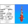 Koï Japon Goshiki éleveur Seiki 38-41 cm