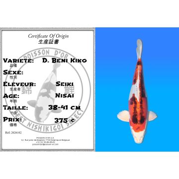 Koï Japon D. Beni Kiko éleveur Seiki 38-41 cm