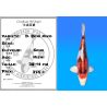 Koï Japon D. Beni Kiko éleveur Seiki 38-41 cm